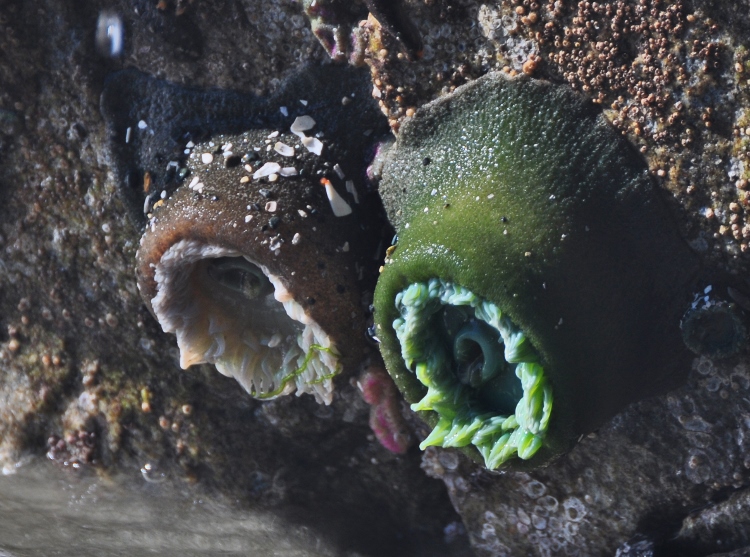 sea anemone